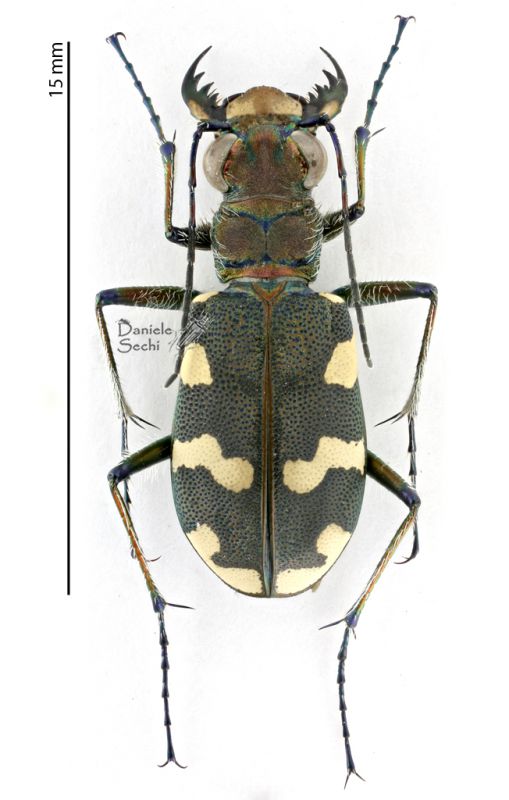 Cicindela Palazzo Rossi.jpg