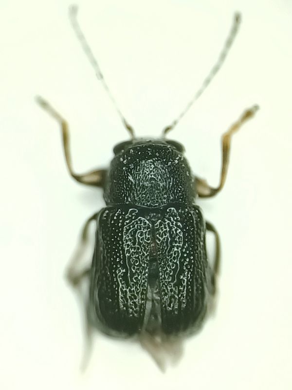 Pachybrachis cfr. limbatus  (2).jpg