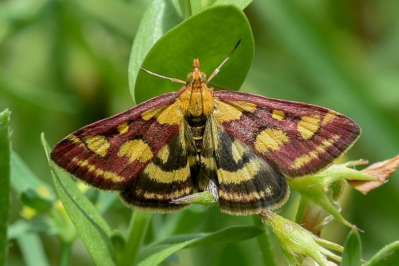 pyrausta purpuralis 02.jpg