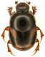 Caccobius_Scalambra_900m_21-VIII-2010.jpg