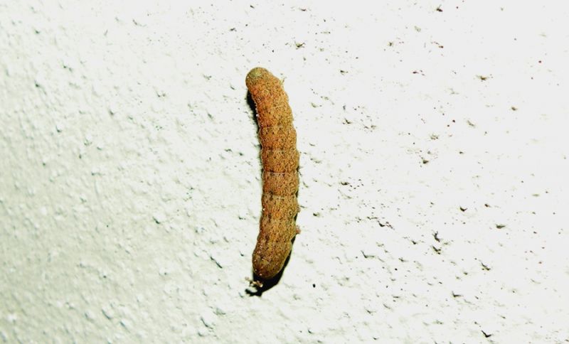 cfr Noctua pronuba Giardino RE 05-03-21 001a.jpg