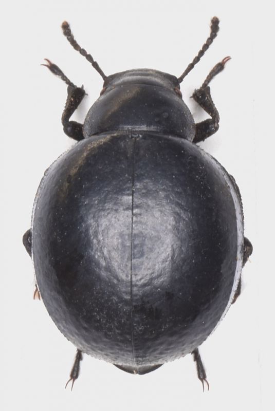 Pimelia - 16 mm - Bulgaria, Sandanski, 29.V.1979.jpg