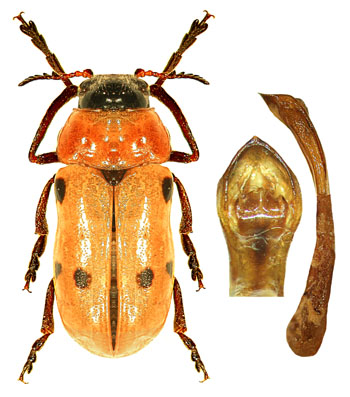 Tituboea sexmaculata.jpg