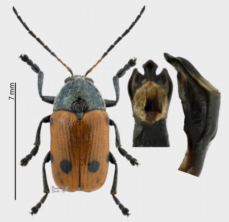 Cryptocephalus Marocco.jpg