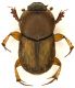 Oniticellus_Scalambra_900m_21-VIII-2010.jpg