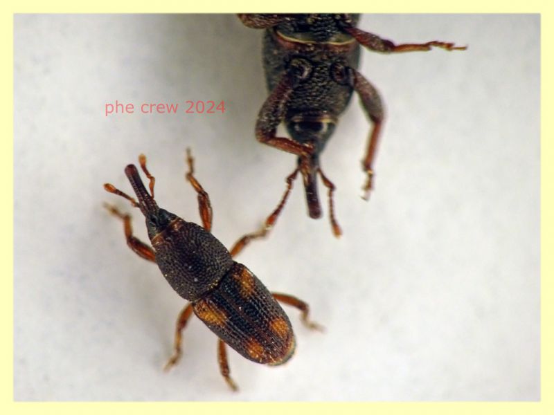 prob. Sitophilus oryzae dai 2,5 ai 5 mm. con rostro - da Ghiande - Anzio 14.3.2024 - (1).JPG