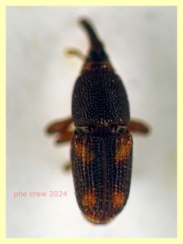 prob. Sitophilus oryzae dai 2,5 ai 5 mm. con rostro - da Ghiande - Anzio 14.3.2024 - (2).JPG