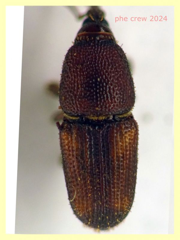 prob. Sitophilus oryzae dai 2,5 ai 5 mm. con rostro - da Ghiande - Anzio 14.3.2024 - (4).JPG