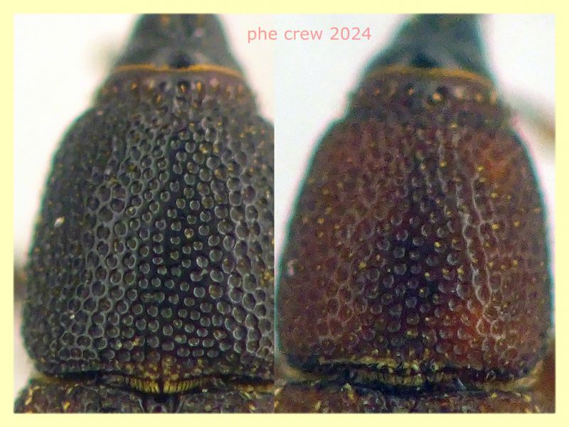prob. Sitophilus oryzae dai 2,5 ai 5 mm. con rostro - da Ghiande - Anzio 14.3.2024 - (6).JPG