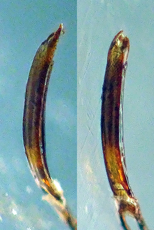 prob. Sitophilus oryzae dai 2,5 ai 5 mm. con rostro - da Ghiande - Anzio 14.3.2024 - edeago.jpg