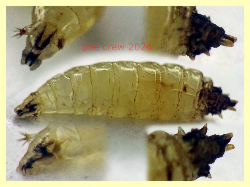 larva prob. Dittero 3 - 4 mm 14.3.2024 - (33).JPG
