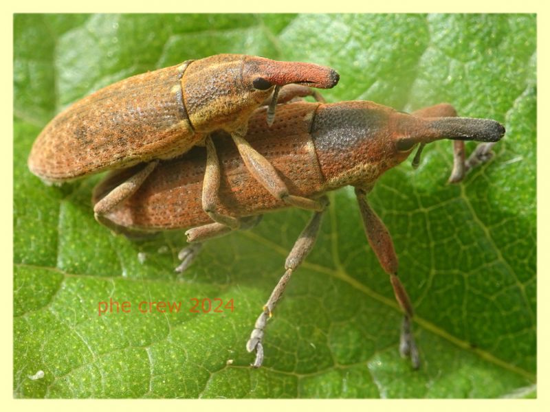 Lixus vilis su Psoralea  - Anzio 30.3.2024 - (2).JPG