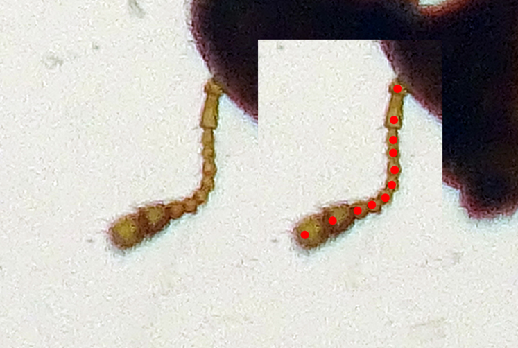 Holoparamecus niger 1 mm. - Anzio 30.3.2024 Berlese (3).jpg