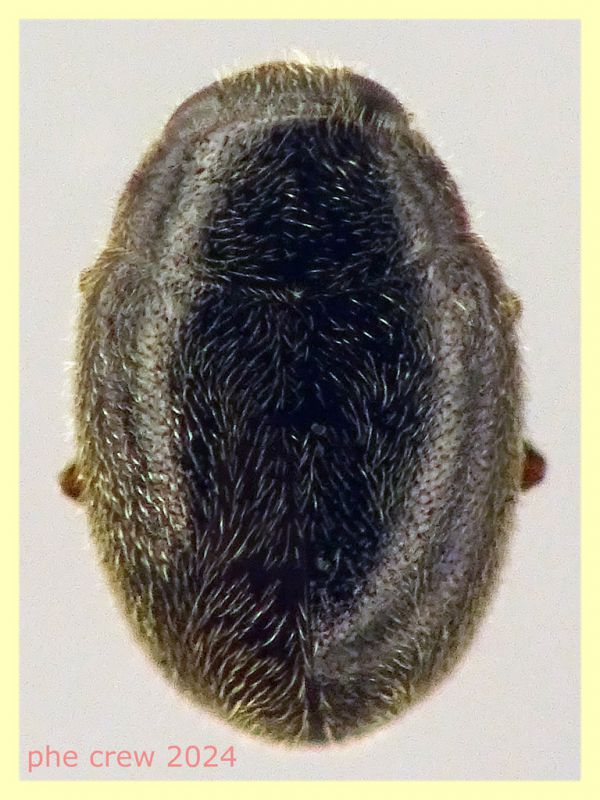 prob. Scymniscus anomus 1,8 mm. - Anzio 30.3.2024 da Berlese - (1).JPG