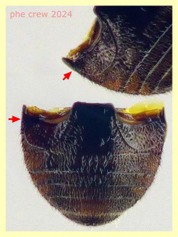 prob. Scymniscus anomus 1,8 mm. - Anzio 30.3.2024 da Berlese - (4).JPG