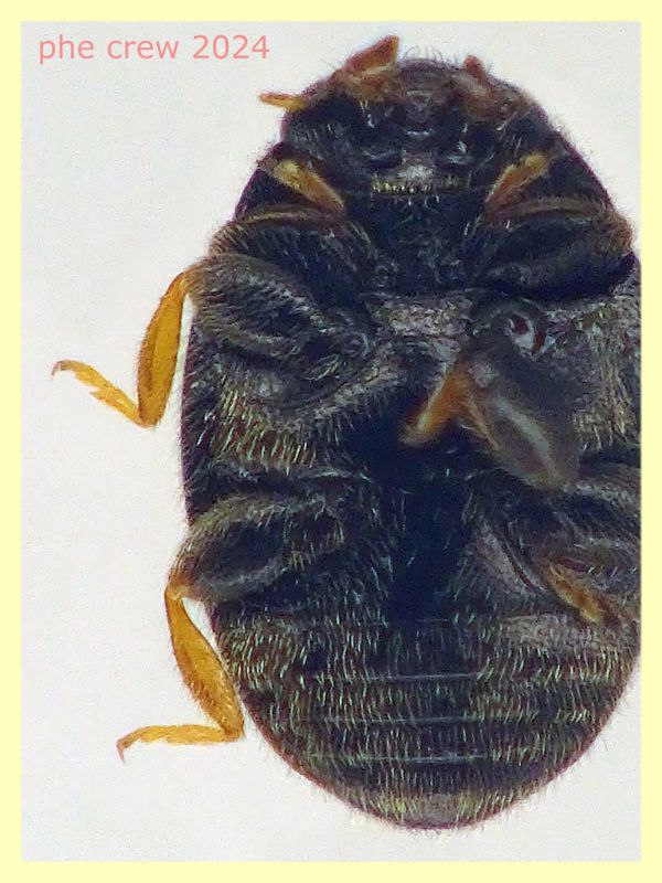 prob. Scymniscus anomus 1,8 mm. - Anzio 30.3.2024 da Berlese - (3).JPG
