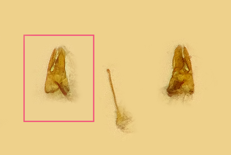 prob. Scymniscus anomus 1,8 mm. - Anzio 30.3.2024 da Berlese - (5).JPG