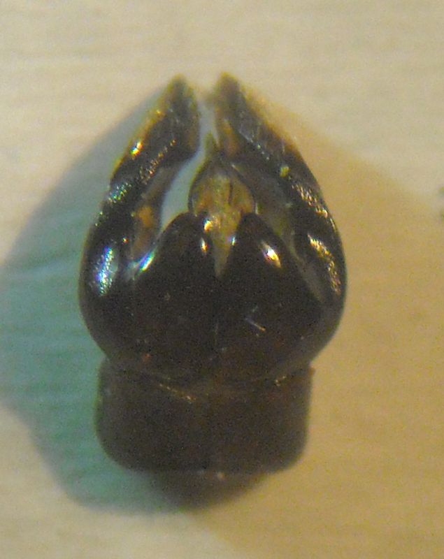 Andrena 004 A.jpg