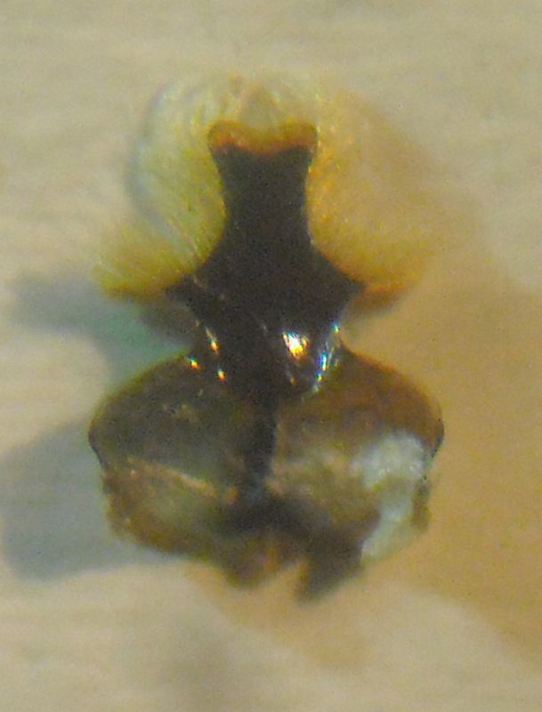 Andrena 006 A.jpg