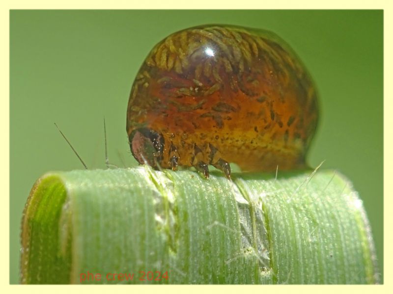 Oulema sp. larva su filo d' erba - (9).JPG