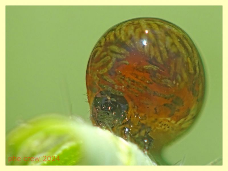 Oulema sp. larva su filo d' erba - (17).JPG