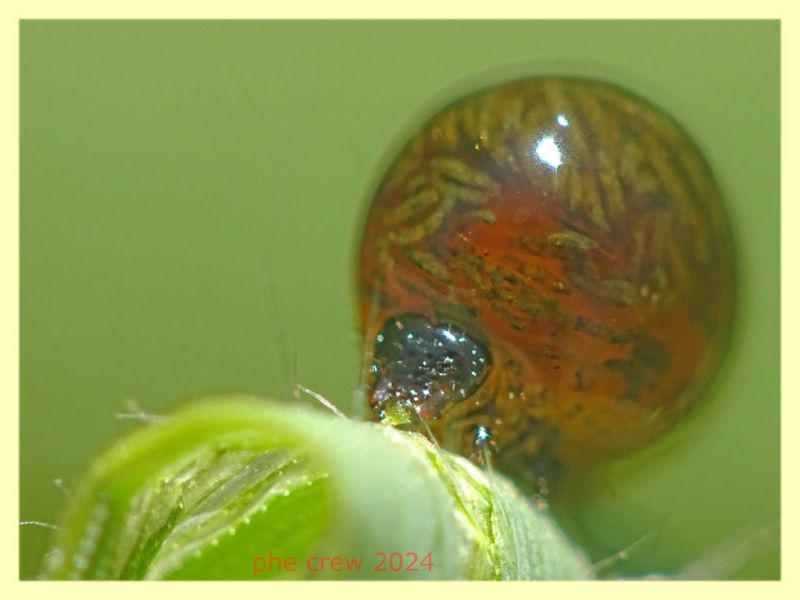 Oulema sp. larva su filo d' erba - (14).JPG