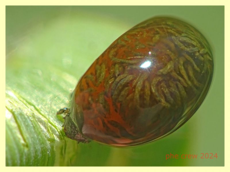 Oulema sp. larva su filo d' erba - (24).JPG