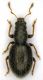 tn_Chiloneus aliquoi Pesarini, 1974 - 3,6mm.jpg