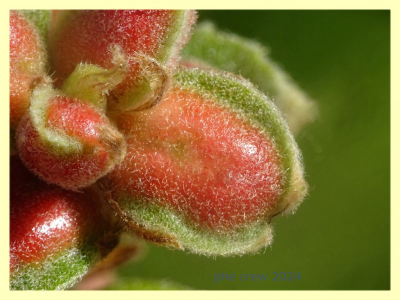 Plagiotrochus quercusilicis su Quercus ilex o coccifera - Anzio 11.4.2024 - (5).JPG