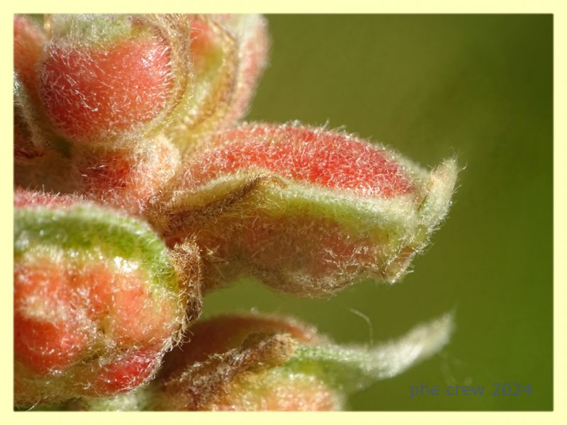 Plagiotrochus quercusilicis su Quercus ilex o coccifera - Anzio 11.4.2024 - (6).JPG