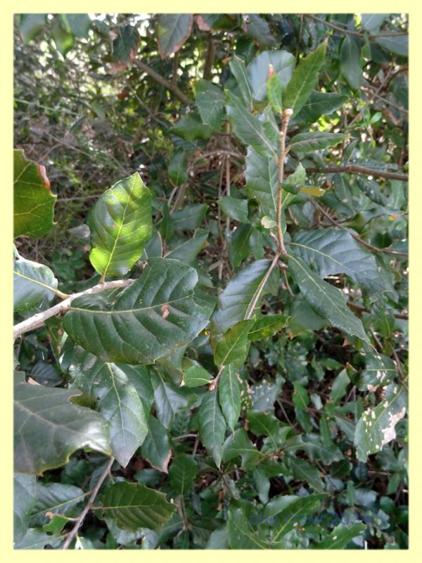 Plagiotrochus quercusilicis su Quercus ilex o coccifera - Anzio 11.4.2024 - (4).JPG