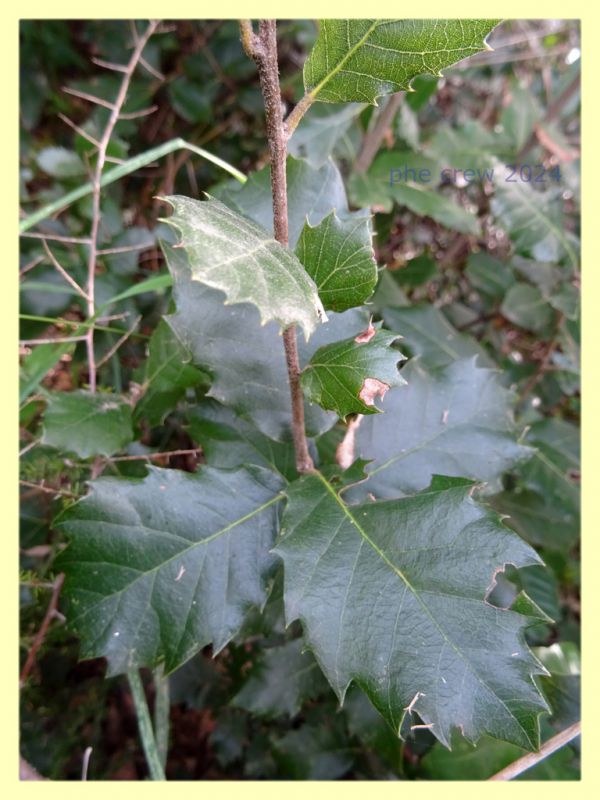 Plagiotrochus quercusilicis su Quercus ilex o coccifera - Anzio 11.4.2024 - (3).JPG
