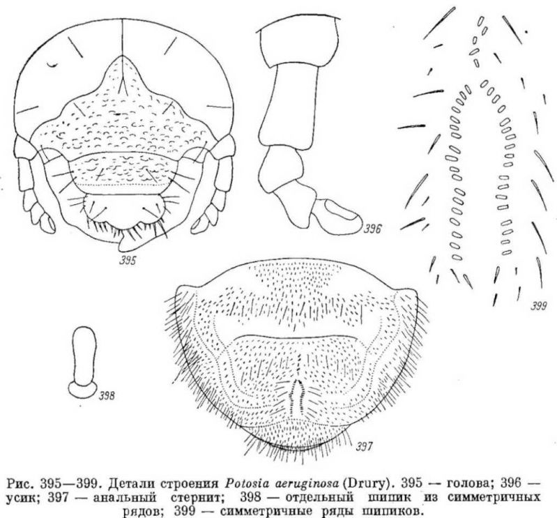 Larva di Cetonischema aeruginosa.jpg