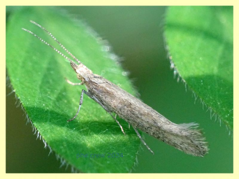 Plutella xylostella su Vicia sp. - Anzio 12.4.2024 -.JPG