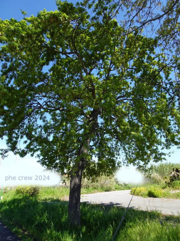 Quercus cerris - (1).JPG