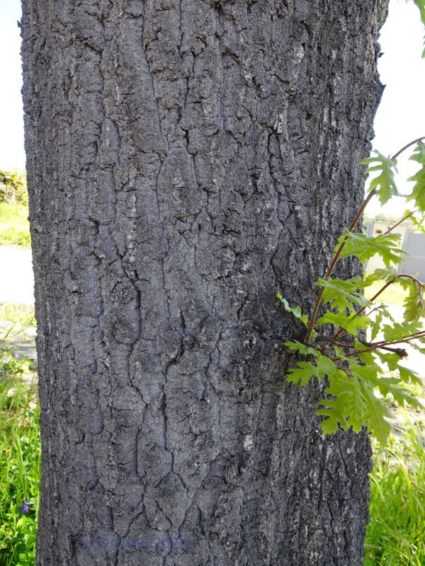 Quercus cerris - (2).JPG