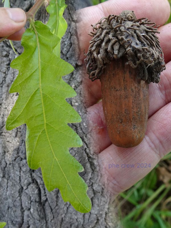 Quercus cerris - foglia giovane, ghianda vecchia.JPG