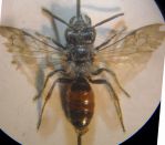 Andrena pellucens 006 A.jpg