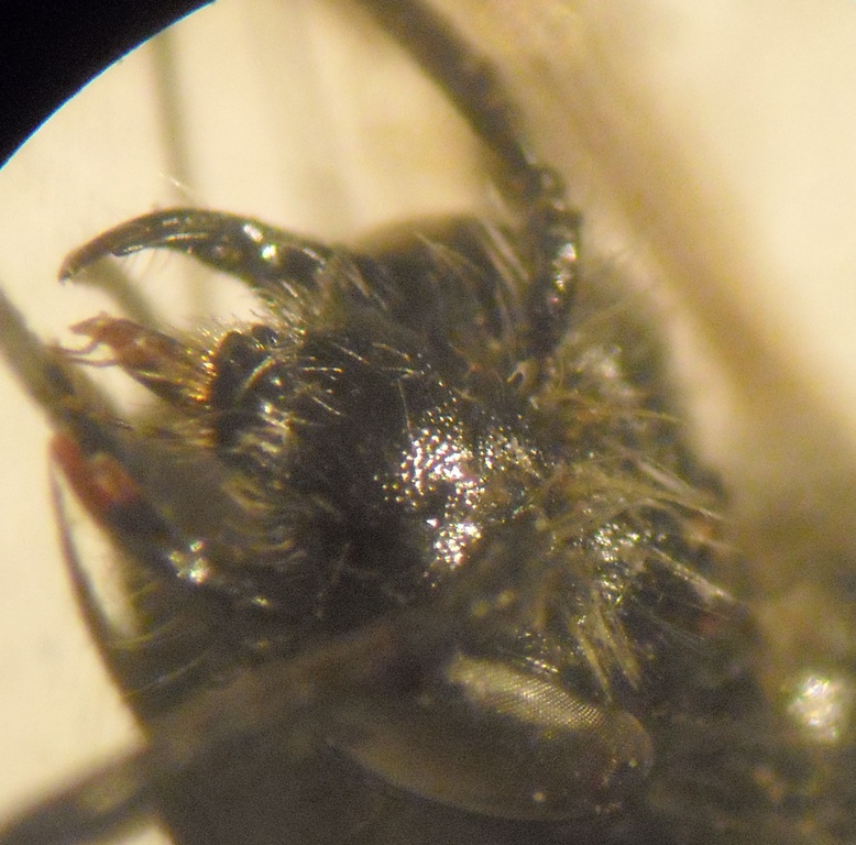 Andrena pellucens 012 A.jpg