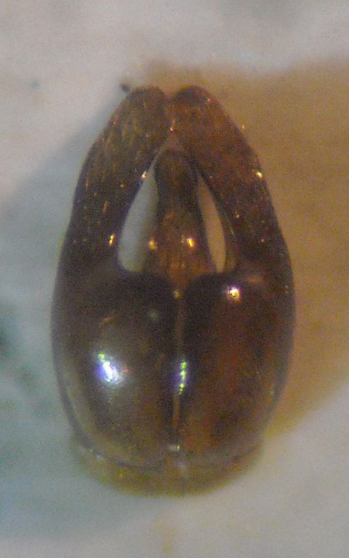 Andrena pellucens 009 A.jpg