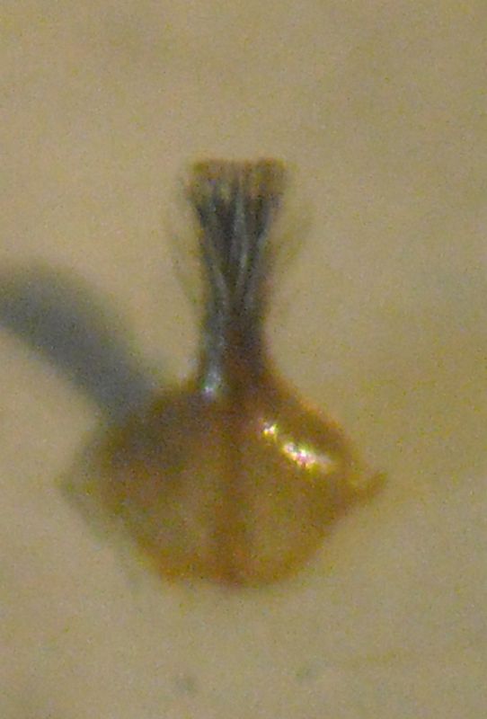 Andrena pellucens 010 A.jpg
