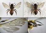 24 3-38-LP1) Andrena bimaculata (F) - Collage 1.jpg