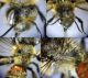 24 3-38-LP1) Andrena bimaculata (F) - Collage 2.jpg