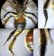 24 3-38-LP1) Andrena bimaculata (F) - Collage 3.jpg