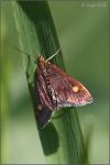 Pyrausta-aurata-20240406-005-Wf.jpg