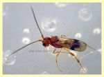 Phanerotoma sp. quasi 4 mm. - (19).JPG