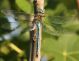 IMG_9102 anax forum.jpg