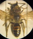 Andrena sp. 002 A.jpg