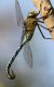 IMG_9112 anax forum.jpg