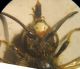 Andrena sp. 008 A.jpg
